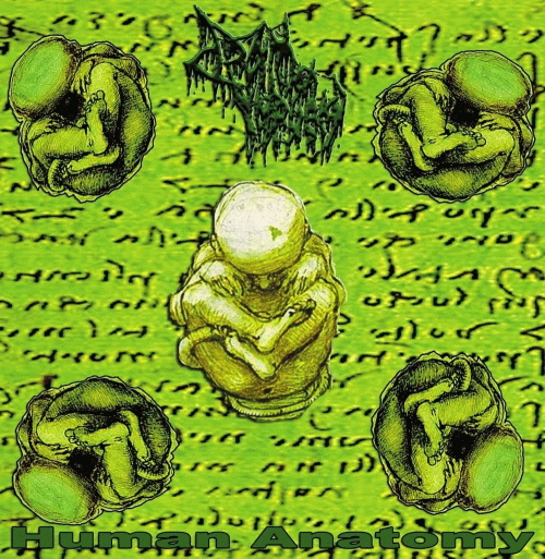 Drain Of Impurity : Human Anatomy